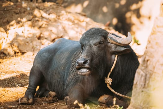 Goa, India. Water Buffalo Lie Resting Under The Sun.