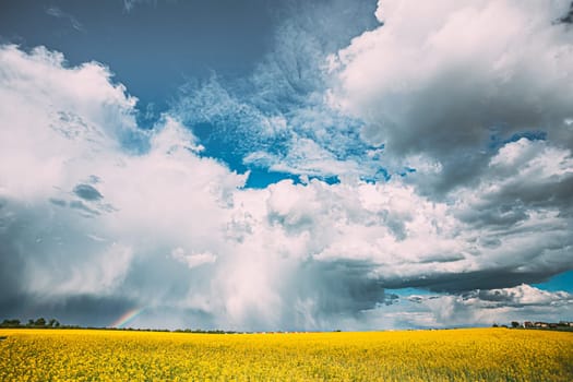 Dramatic Rain Sky With Rain Clouds On Horizon Above Rural Landscape Camola Colza Rapeseed Field. Agricultural And Weather Forecast Concept.