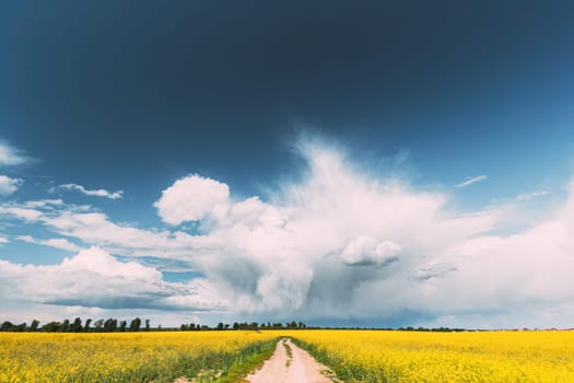 Dramatic Rain Sky With Rain Clouds On Horizon Above Rural Landscape Camola Colza Rapeseed Field. Country Road. Agricultural And Weather Forecast Concept.