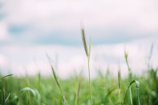 Young Wheat Shoots Close Up. Wheat Sprouts In Spring Season.