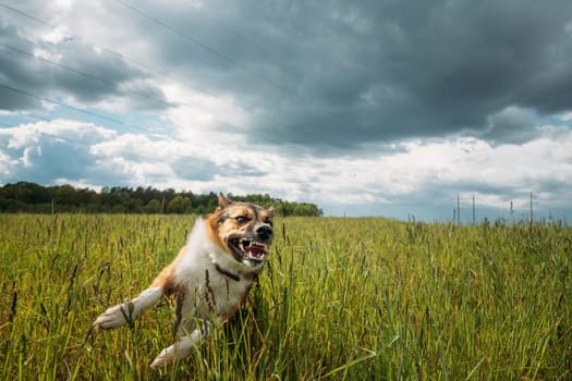 Angry Aggressive Mad Dog Running Outdoors In Green Meadow On Camera.