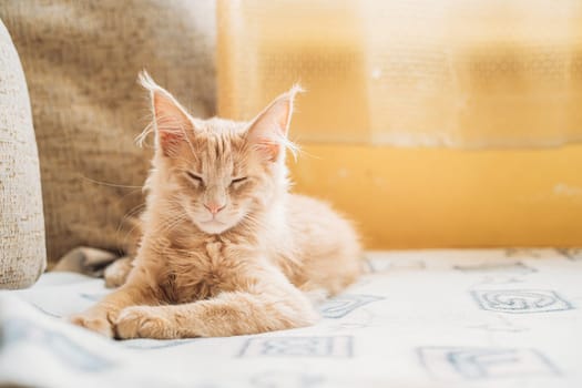 Funny Curious Young Red Ginger Maine Coon Kitten Cat Sleeping At Home Sofa. Coon Cat, Maine Cat, Maine Shag.