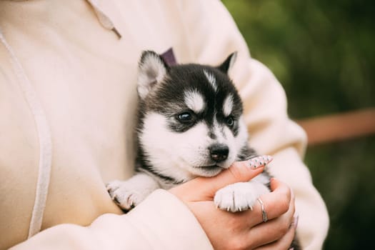 Four-week-old Husky Puppy Of White-gray-black Color Sitting In Hands Of Owner.