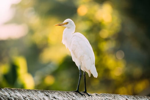 Goa, India. White Little Egret Sitting On Crossbar.