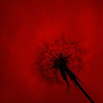 Dandelion silhouette on red canvas textured background. Wall art floral design.