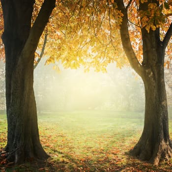 Autumn trees with golden leaves with mist and sunlight. Seasonal landscape concept. Frame design with copyspace.