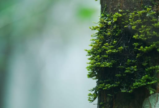 moss on tree trunk in tropical forest