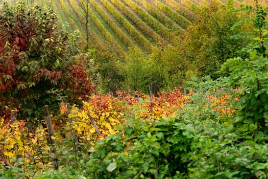 Barolo wine region, Langhe, Piedmont, Italy