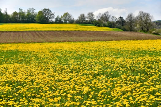 Beautiful yellow blooming dandelion meadow