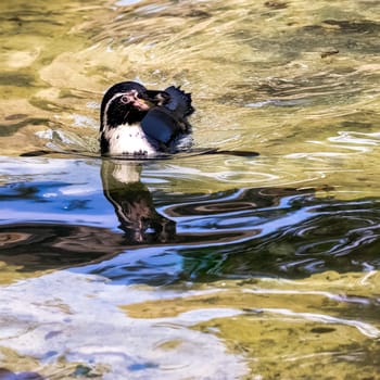 Swimming humboldt penguin (Spheniscus humboldti) - Chile