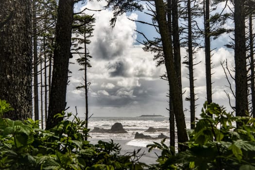 Wild Woodland Washington Olympic Coastline
