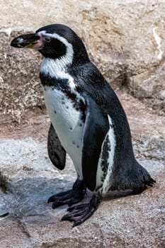 Humboldt penguin (Spheniscus humboldti) - Chile