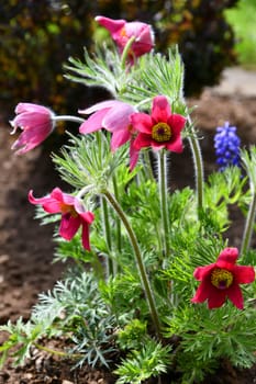 Red pasque flower