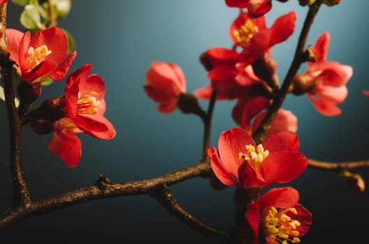Beautiful pink japanese flower in front of retro blue background. Asian garden with spring cherry blossom on branch closeup.