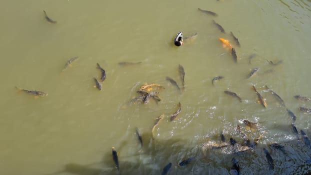 Muddy pond with many different fish