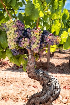 Veraison in a vineyard. Bunches of grapes with berries that begin the ripening phase. Traditional agriculture. Sardinia.