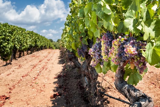 Veraison in a vineyard. Bunches of grapes with berries that begin the ripening phase. Traditional agriculture. Sardinia.