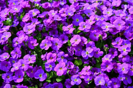 Greek blue cushion in bloom