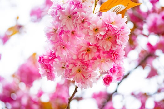 Beautiful pink cherry blossums in detail on a sunny day in sprintime