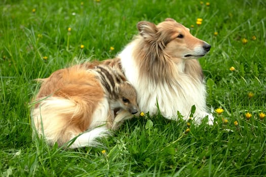 Wild Boar playing with Collie on a meadow in springtime