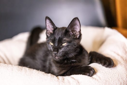 Portrait from beautiful black baby Kitten .