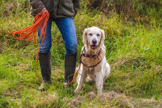 Dog owner trains with a golden retriever with the towline.