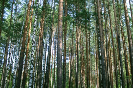 Trees in the forest on a sunny day. Blurred foreground. Natural background.