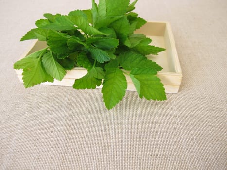 A bouquet of herbs with goutweed
