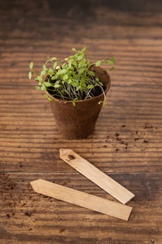 Vegetable and herbs seedlings growing in a biodegradable pots on wooden table close up. Urban Indoor gardening, homegrown plants, germination at home