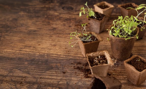 Vegetable and herbs seedlings growing in a biodegradable pots on wooden table close up. Urban Indoor gardening, homegrown plants, germination at home