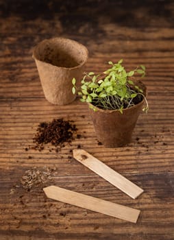 Vegetable and herbs seedlings growing in a biodegradable pots on wooden table close up. Urban Indoor gardening, homegrown plants, germination at home