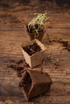 Vegetable or herbs seedlings growing in a biodegradable pot on wooden table close up. Urban Indoor gardening, homegrown plants, germination at home