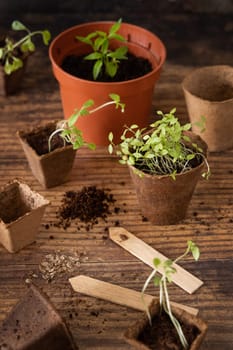 Vegetable and herbs seedlings growing in a biodegradable pots on wooden table close up. Urban Indoor gardening, homegrown plants, germination at home