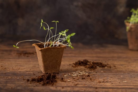 Vegetable or herbs seedlings growing in a biodegradable pot on wooden table close up. Urban Indoor gardening, homegrown plants, germination at home