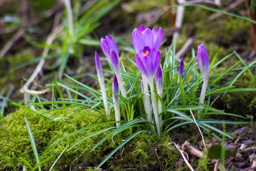 crocus flowers - one of the first spring flowers