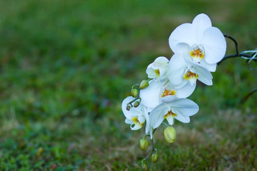 Beautiful white orchid  - phalaenopsis