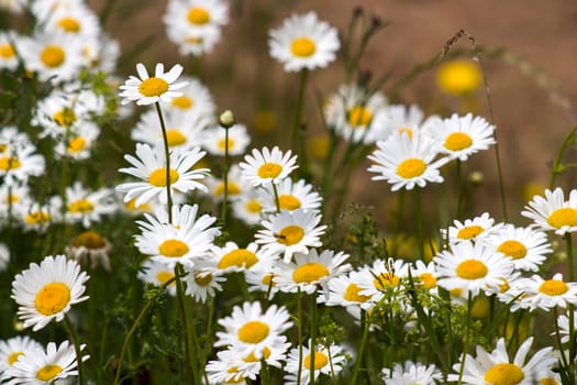 Ox-eye Daisy (Leucanthemum vulgare) in garden - soft focus