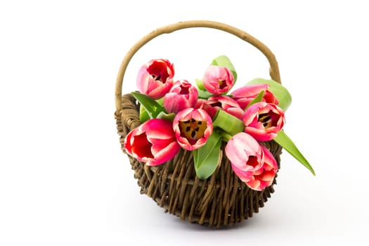 red tulips in a basket on white background