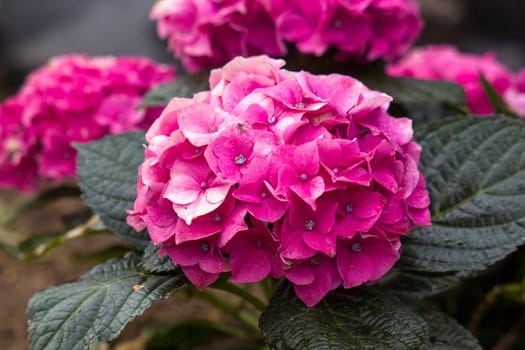 pink hortensia flowers in a garden