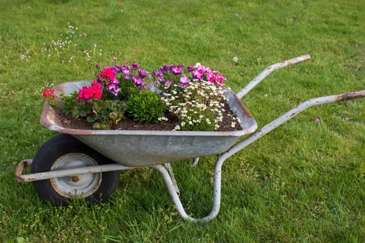 wheelbarrow with flowers in a garden
