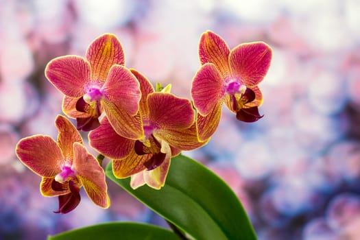 Beautiful colorful orchid  - phalaenopsis