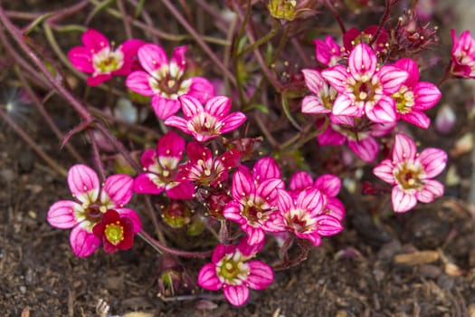 Lovely abstract background with tiny pink flowers. Soft focus photo