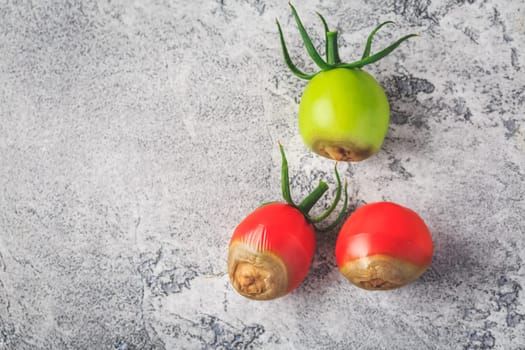 Tomato diseases - blossom end rot caused by lack of calcium
