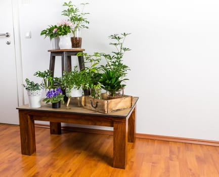 Home garden interior filled a lot of beautiful plants, cacti, succulents, air plant in different design pots. Home gardening concept. Home jungle.