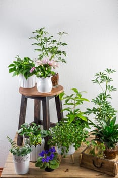 Home garden interior filled a lot of beautiful plants, cacti, succulents, air plant in different design pots. Home gardening concept. Home jungle.