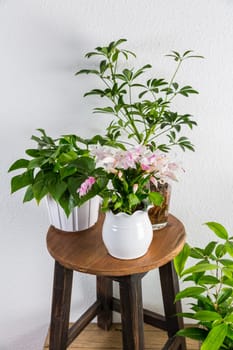 Home garden interior filled a lot of beautiful plants, cacti, succulents, air plant in different design pots. Home gardening concept. Home jungle.