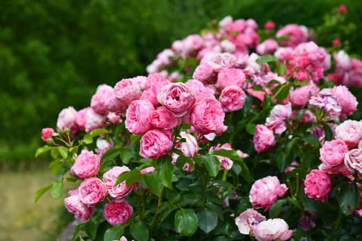 Pink flowering bed roses in the garden