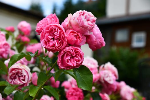 Pink flowering bed roses in the garden
