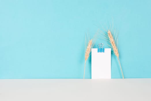 Wheat crop on a blue background, copy space for text, food shortage crises and increased prices, golden straw