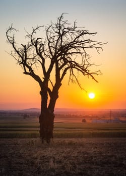 Bare tree at sunrise near lake Neusiedlersee in Burgenland